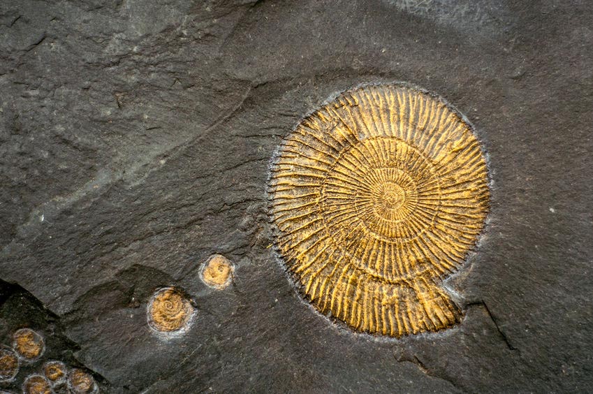 Spiral helix fossil